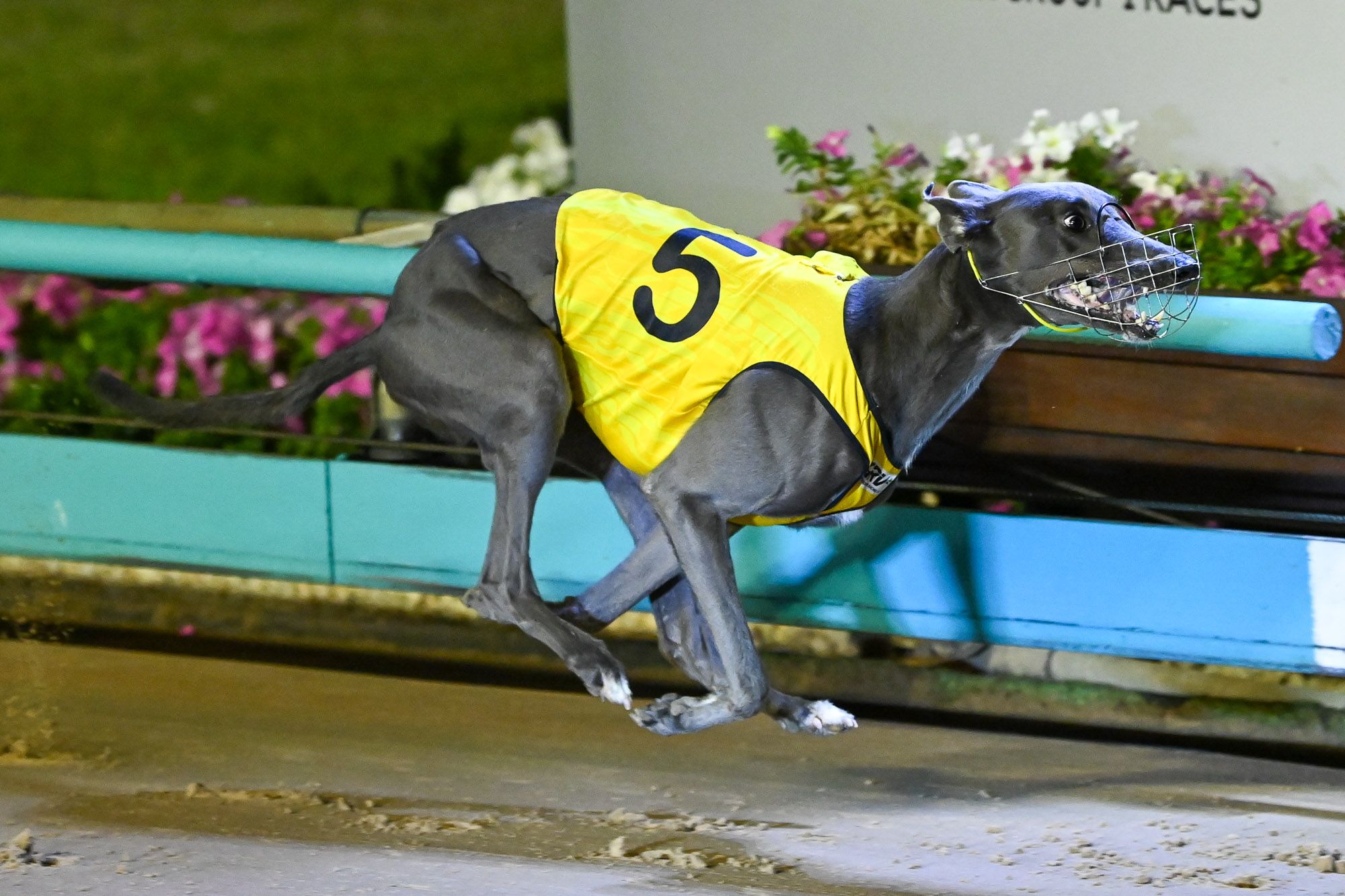 GCA Greyhound of the Year 2020-2021 – Greyhound Clubs Australia