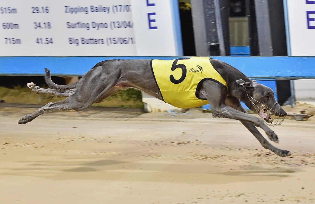 Kyrgios Adds Black Top – Greyhound Clubs Australia