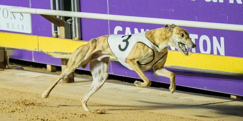 Elite greyhound hot sale